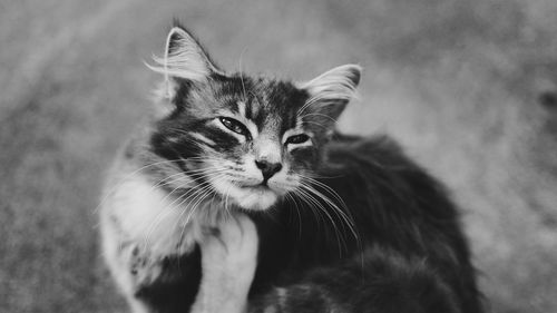 Close-up portrait of a cat