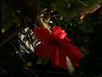 Close-up of red flower blooming outdoors