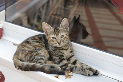 Cat sitting on table