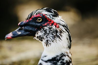 Close-up of a bird