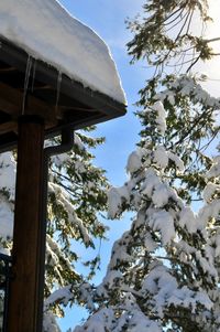 Low angle view of tree against sky during winter