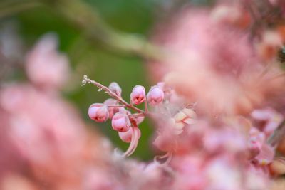 Close-up of pink cherry blossoms in spring