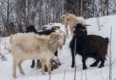 Goat on snow covered field