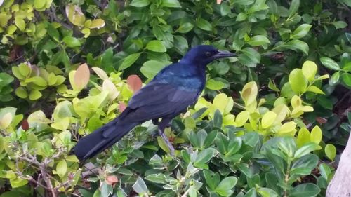 Close-up of bird perching on plant