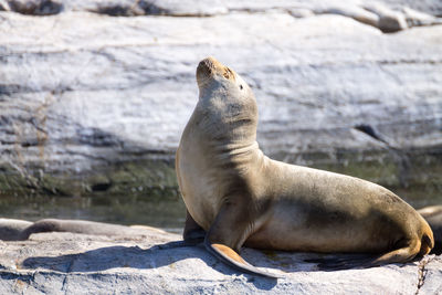 High angle view of sea lion on rock