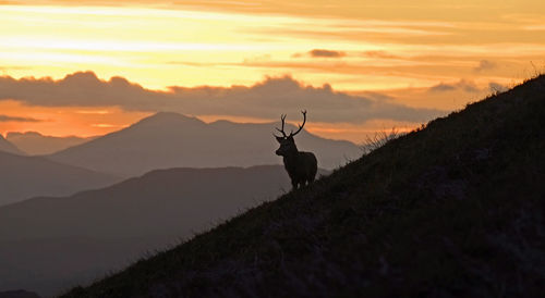 Silhouette deer on grass against sky during sunset