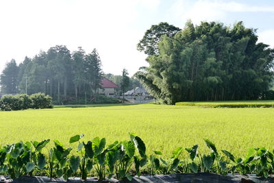 Scenic view of agricultural field against sky