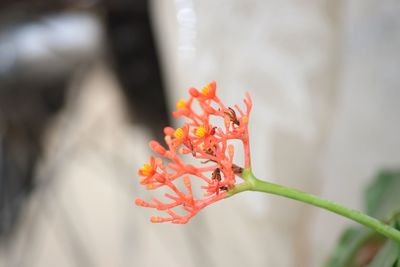 Close-up of red flower