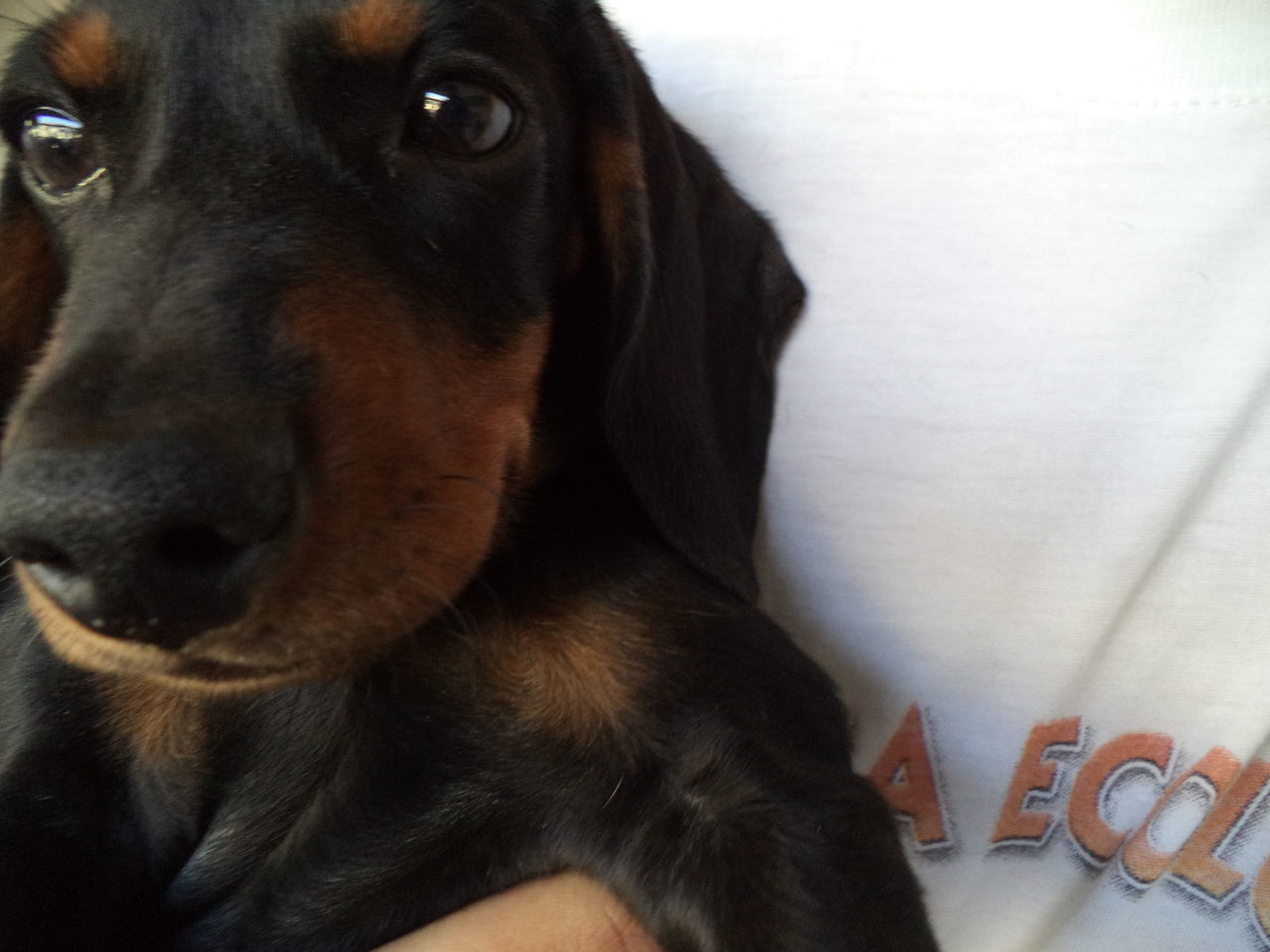 CLOSE-UP PORTRAIT OF DOG