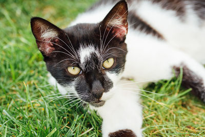 Portrait of a cat