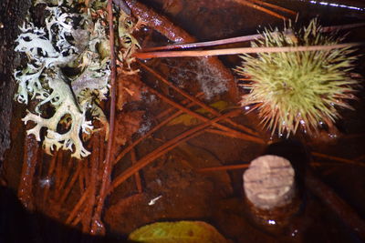 Close-up of lizard on plant