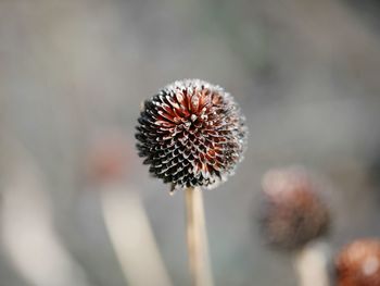 Close-up of flower against blurred background