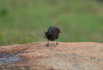 Close-up of bird