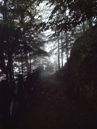 Trees in forest