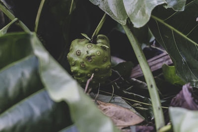 Close-up of a plant