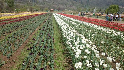 Panoramic shot of flowering plants on field