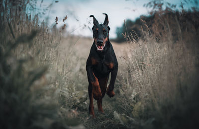 Portrait of dog standing on field