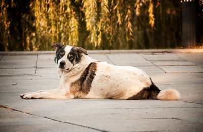 Dog sitting on footpath