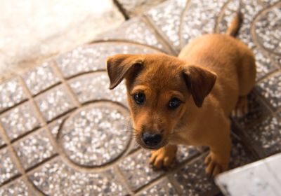 Close-up portrait of puppy