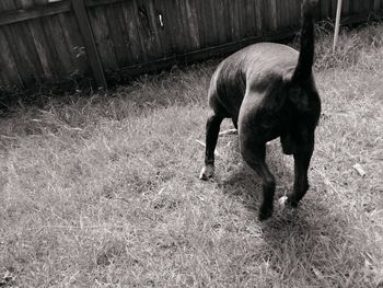 Horse standing in a field