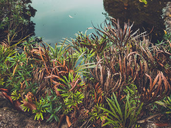 High angle view of plants by lake