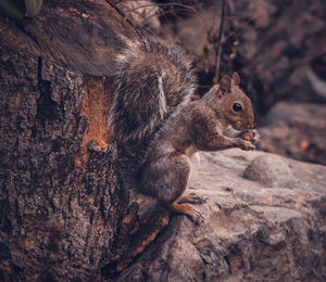 Close-up of squirrel