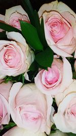 Close-up of pink rose