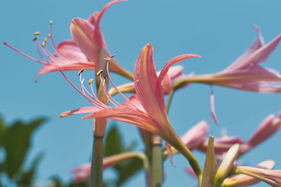 Blooms from pink coloured amaryllis belladonn bulb, with buds. shot against clear blue sky. 