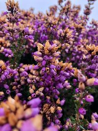 Close-up of pink and purple flowering plants