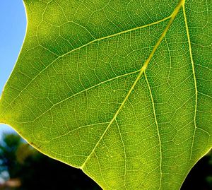 Close-up of green leaf