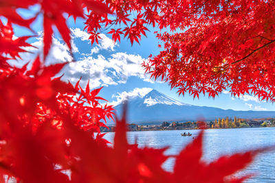 Red maple tree by lake during autumn