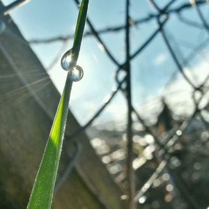 Close-up of dew drops on grass