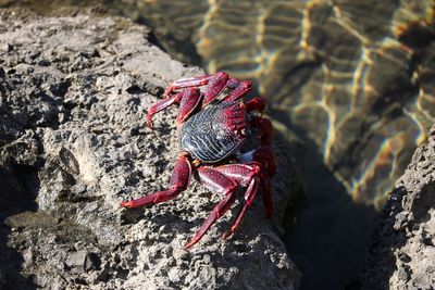 Close-up of red crab on rock at beach