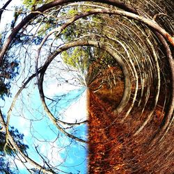 Close-up of tree against sky