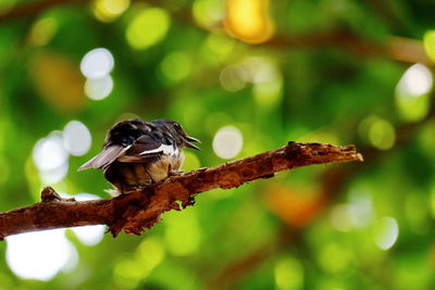 Close-up of bird perching on branch