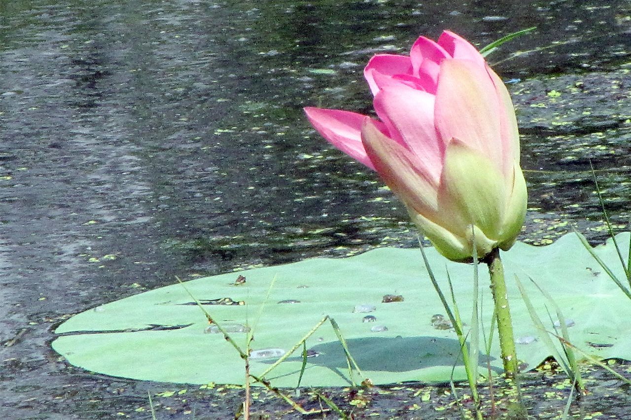 CLOSE-UP OF WATER LILY IN POND