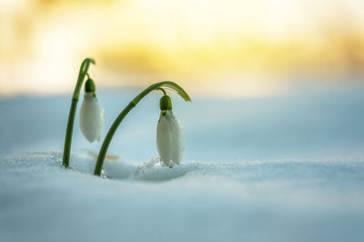 Snowdrop and snow at winter.