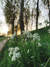 Close-up of flowering plants on land