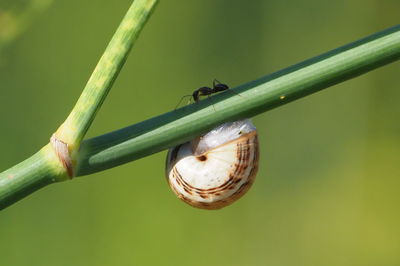 Close-up of snail on leaf