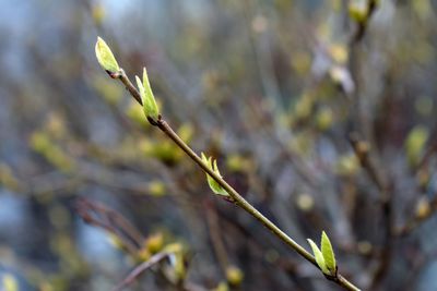 Close-up of flower buds growing on tree