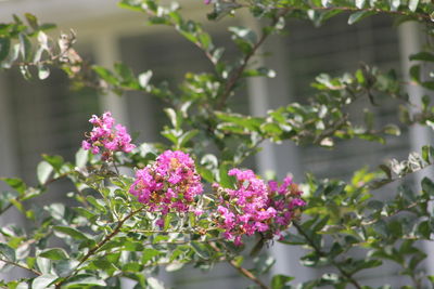 Close-up of pink flowering plants