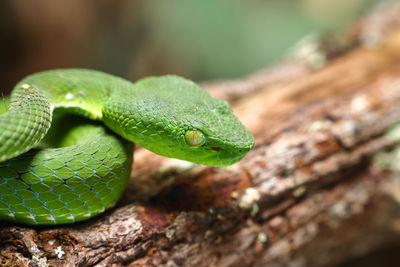 Close-up of green lizard