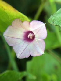 Close-up of flower blooming outdoors