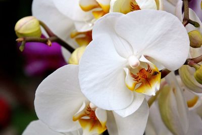 Close-up of white orchids blooming outdoors