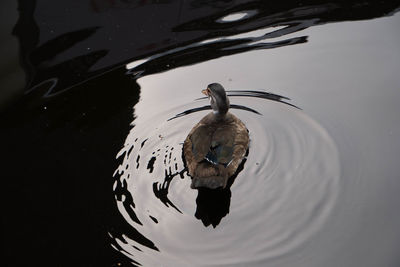 High angle view of duck swimming in lake