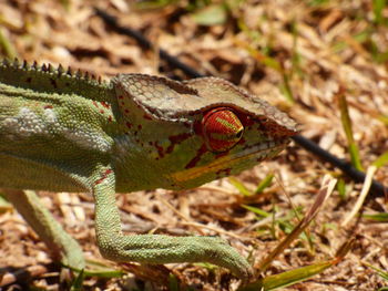 Close-up of lizard