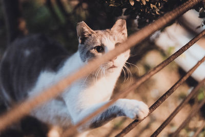 Close-up portrait of a cat