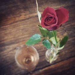 Close-up of pink rose