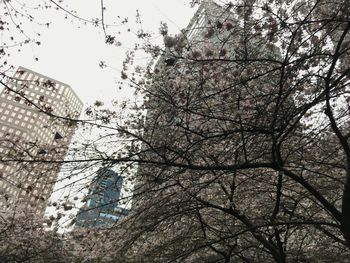 Low angle view of bare tree against sky