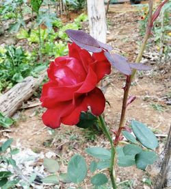 Close-up of red flowers